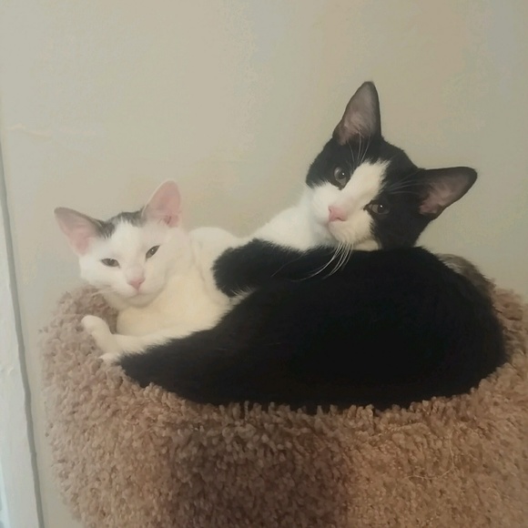 Meet your Posher, Jenn - Picture 4 of 4